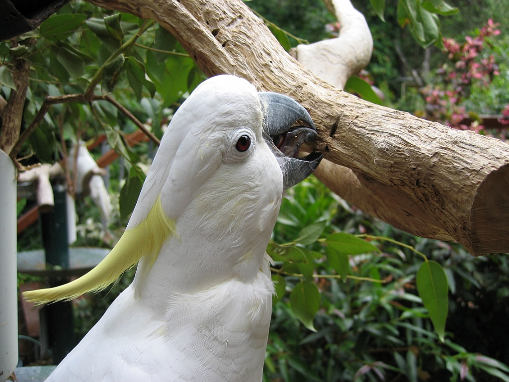 059 Cairns Tropical Zoo.jpg